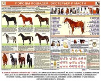 Комплект плакатов "Служебное коневодство" - fgospostavki.ru - Мурманск