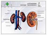 Стенд "Строение почки человека" - fgospostavki.ru - Мурманск