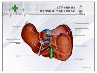 Стенд "Строение печени человека" - fgospostavki.ru - Мурманск