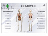 Электрифицированный стенд-тренажер "Скелетон" - fgospostavki.ru - Мурманск