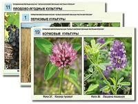Гербарий фотографический "Сельскохозяйственные растения России" - fgospostavki.ru - Мурманск