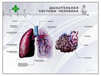 Стенд "Дыхательная система человека" - fgospostavki.ru - Мурманск