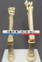 Скелет конечности лошади (передняя и задняя) на подставке - fgospostavki.ru - Мурманск