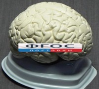 Модель "Мозг в разрезе" (белый) - fgospostavki.ru - Мурманск