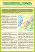 Стенд "Биосинтез белка" - fgospostavki.ru - Мурманск