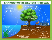 Стенд "Круговорот веществ" - fgospostavki.ru - Мурманск
