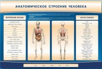 Электрифицированный стенд-тренажер c макетом скелета "Анатомическое строение человека" - fgospostavki.ru - Мурманск
