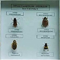 Коллекция энтомологическая "Представители отряда насекомых" - fgospostavki.ru - Мурманск