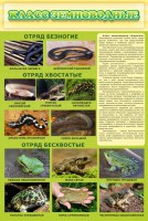 Стенд "Класс земноводные" - fgospostavki.ru - Мурманск