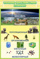 Стенд "Уровни организации живого" - fgospostavki.ru - Мурманск