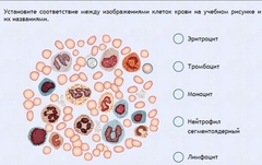 Интерактивные курсы. Биология 11 класс. Расширенный. - fgospostavki.ru - Мурманск