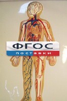 Модель барельефная "Кровеносная система человека" - fgospostavki.ru - Мурманск