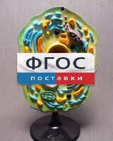 Модель "Клетка растения" - fgospostavki.ru - Мурманск