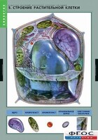 Комплект таблиц. Биология. Вещества растений. Клеточное строение. - fgospostavki.ru - Мурманск