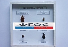 Коллекция "Семейство жуков" - fgospostavki.ru - Мурманск