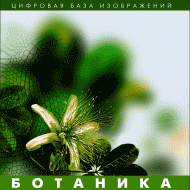 Ботаника. (Цифровая база изображений) - fgospostavki.ru - Мурманск