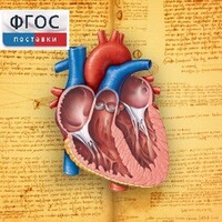 Анатомия (Цифровой атлас школьника) - fgospostavki.ru - Мурманск