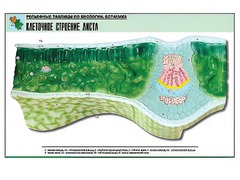 Рельефная таблица "Клеточное строение листа" (формат А1, матовое ламинирование) - fgospostavki.ru - Мурманск