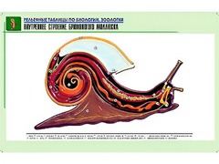 Рельефная таблица "Внутреннее строение брюхоногого моллюска" (формат А1, матовое ламинирование) - fgospostavki.ru - Мурманск
