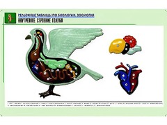 Рельефная таблица "Внутреннее строение голубя" (формат А1, матовое ламинирование) - fgospostavki.ru - Мурманск