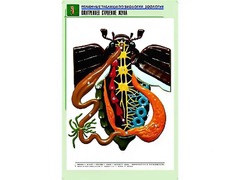 Рельефная таблица "Внутреннее строение жука" (формат А1, матовое ламинирование) - fgospostavki.ru - Мурманск