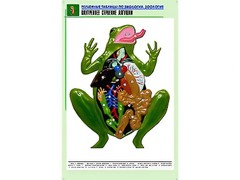 Рельефная таблица "Внутреннее строение лягушки" (формат А1, матовое ламинирование) - fgospostavki.ru - Мурманск