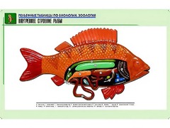 Рельефная таблица "Внутреннее строение рыбы" (формат А1, матовое ламинирование) - fgospostavki.ru - Мурманск
