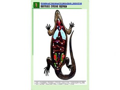 Рельефная таблица "Внутреннее строение ящерицы" (формат А1, матовое ламинирование) - fgospostavki.ru - Мурманск