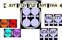 Модель-аппликация "Биосинтез белка" (ламинированная) - fgospostavki.ru - Мурманск