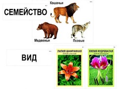 Модель-аппликация "Классификация растений и животных" (ламинированная) - fgospostavki.ru - Мурманск
