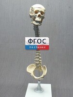 Модель "Позвоночник с черепом и тазом" - fgospostavki.ru - Мурманск