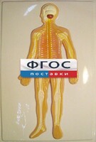 Модель барельефная "Нервная система человека" - fgospostavki.ru - Мурманск