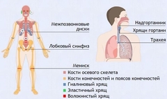 Интерактивные курсы. Биология 9 класс. Базовый. - fgospostavki.ru - Мурманск