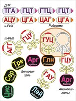 Модель-аппликация Биосинтез белка - fgospostavki.ru - Мурманск