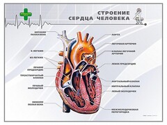 Стенд "Строение сердца человека" - fgospostavki.ru - Мурманск