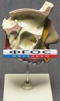 Модель "Разрез носоглотки" - fgospostavki.ru - Мурманск