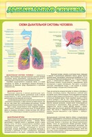 Стенд "Дыхательная система" - fgospostavki.ru - Мурманск