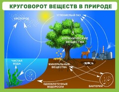 Стенд "Круговорот веществ" - fgospostavki.ru - Мурманск