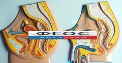 Модель барельефная "Таз мужской и таз женский" - fgospostavki.ru - Мурманск
