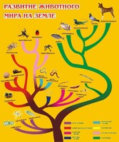 Стенд "Развитие животного мира на земле" - fgospostavki.ru - Мурманск