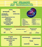 Стенд "От клетки до организма" - fgospostavki.ru - Мурманск
