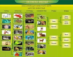 Стенд "Систематика животных" - fgospostavki.ru - Мурманск