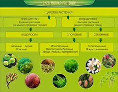 Стенд "Систематика растений" - fgospostavki.ru - Мурманск
