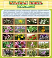 Стенд "Красная книга - растения" - fgospostavki.ru - Мурманск