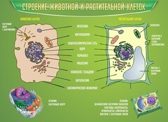 Стенд "Строение животной и растительной клеток" - fgospostavki.ru - Мурманск