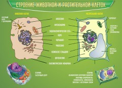  Биология - fgospostavki.ru - Мурманск