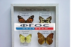 Коллекция "Семейство бабочек" - fgospostavki.ru - Мурманск