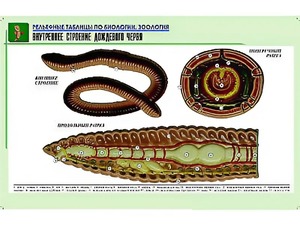 Рельефная таблица "Внутреннее строение дождевого червя" (формат А1, матовое ламинирование) - fgospostavki.ru - Мурманск