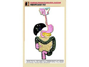 Рельефная таблица "Пищеварительный тракт" (формат А1, матовое ламинирование) - fgospostavki.ru - Мурманск