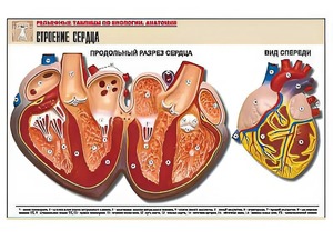 Рельефная таблица "Строение сердца" (формат А1, матовое ламинирование) - fgospostavki.ru - Мурманск
